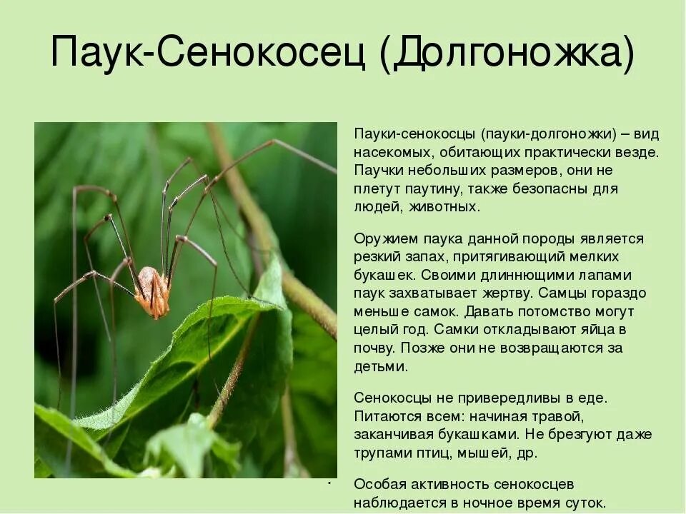 Паук косиножка фото и описание Паук сенокосец описание фото - Arhids.ru