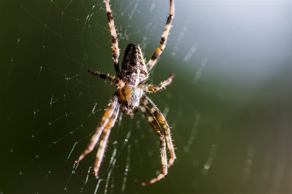 Паук крестоносец фото опасен ли Quite a few spiders in your back garden? It may be legitimate (and it is really 