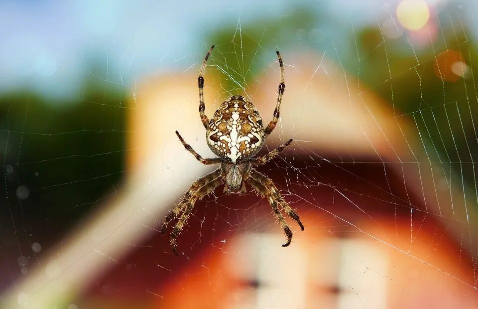 Паук крестоносец фото опасен ли How to Humanely Remove Spiders from Your Home Spinne, Pflanzen kaufen, Tipps