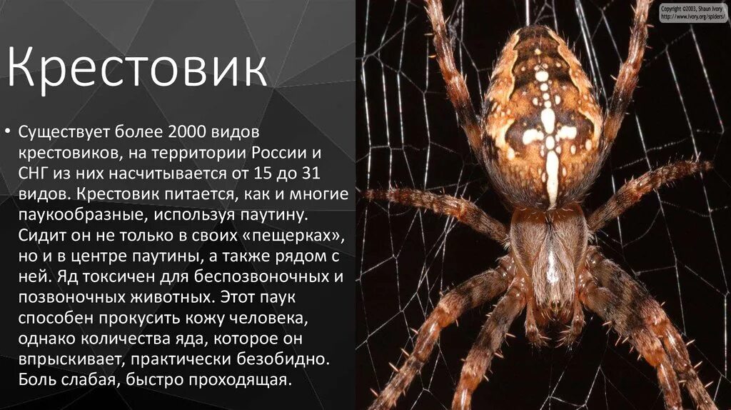 Паук крестовик фото и описание Яд паука крестовика: найдено 90 изображений