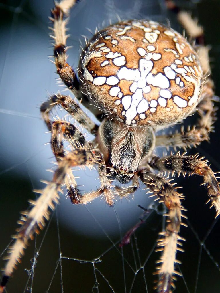 Паук крестовик виды и фото The mighty spider Araneus pallidus aalmada Flickr