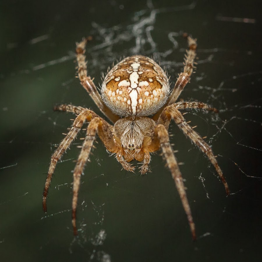 Паук крестовик виды и фото Spider - YouTube