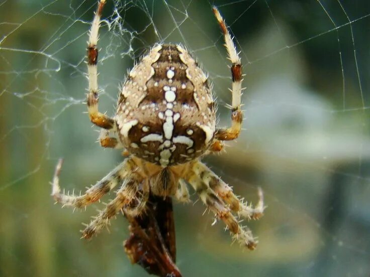 Паук крестовик виды и фото Common Garden Spider2 Spider, Creepy crawlies, Being ugly