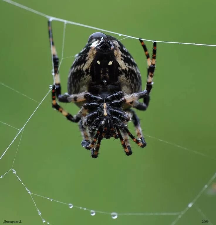 Паук кругопряд фото MacroID.RU - Ловец дождя