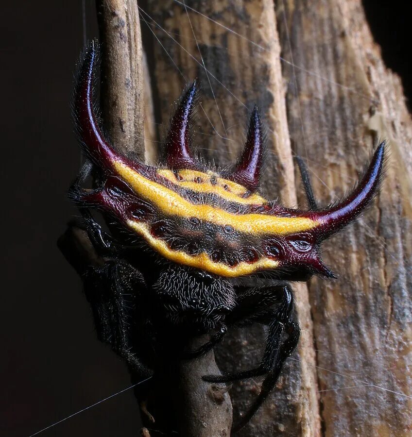 Паук кругопряд фото Fichier:Gasteracantha falcicornis (yellow spiked orb weaver spider).jpg - Wikipé