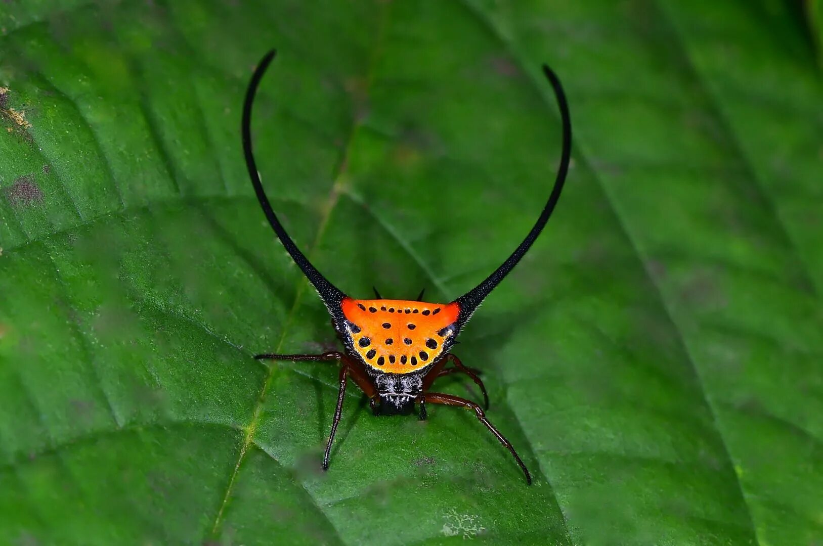 Паук кругопряд фото Macracantha arcuata Spinne, Regenwälder, Borneo