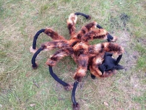 Паук людоед фото ARAÑA GIGANTE CAUSA PANICO EN RUSIA @fouseyTUBE - YouTube