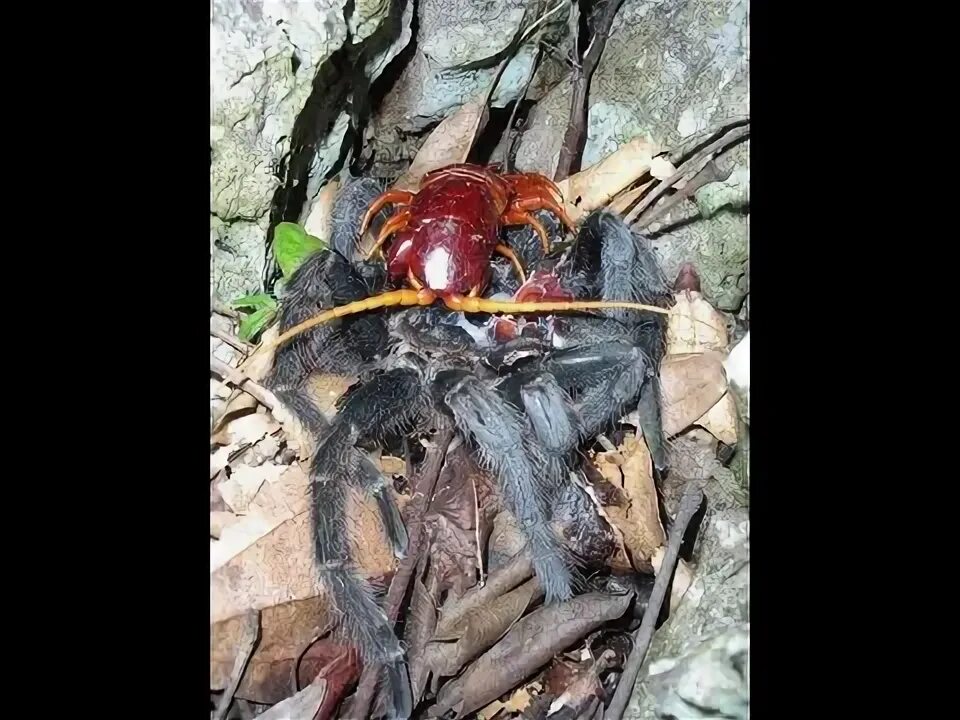 Паук людоед фото Giant Centipede Feeding with Tarantula !!! - YouTube