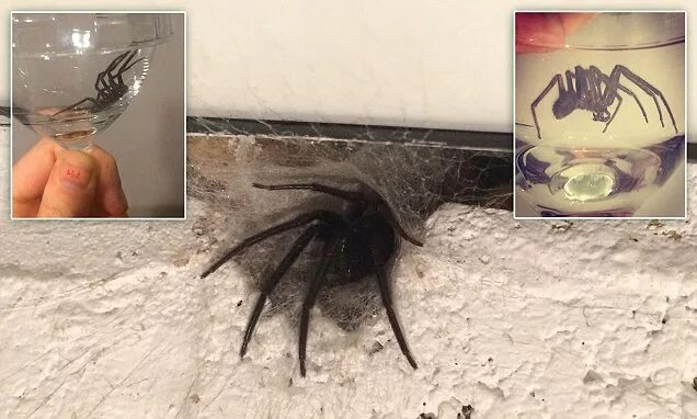 Паук людоед фото Video shows tube spider leap from its nest in Wiltshire family home