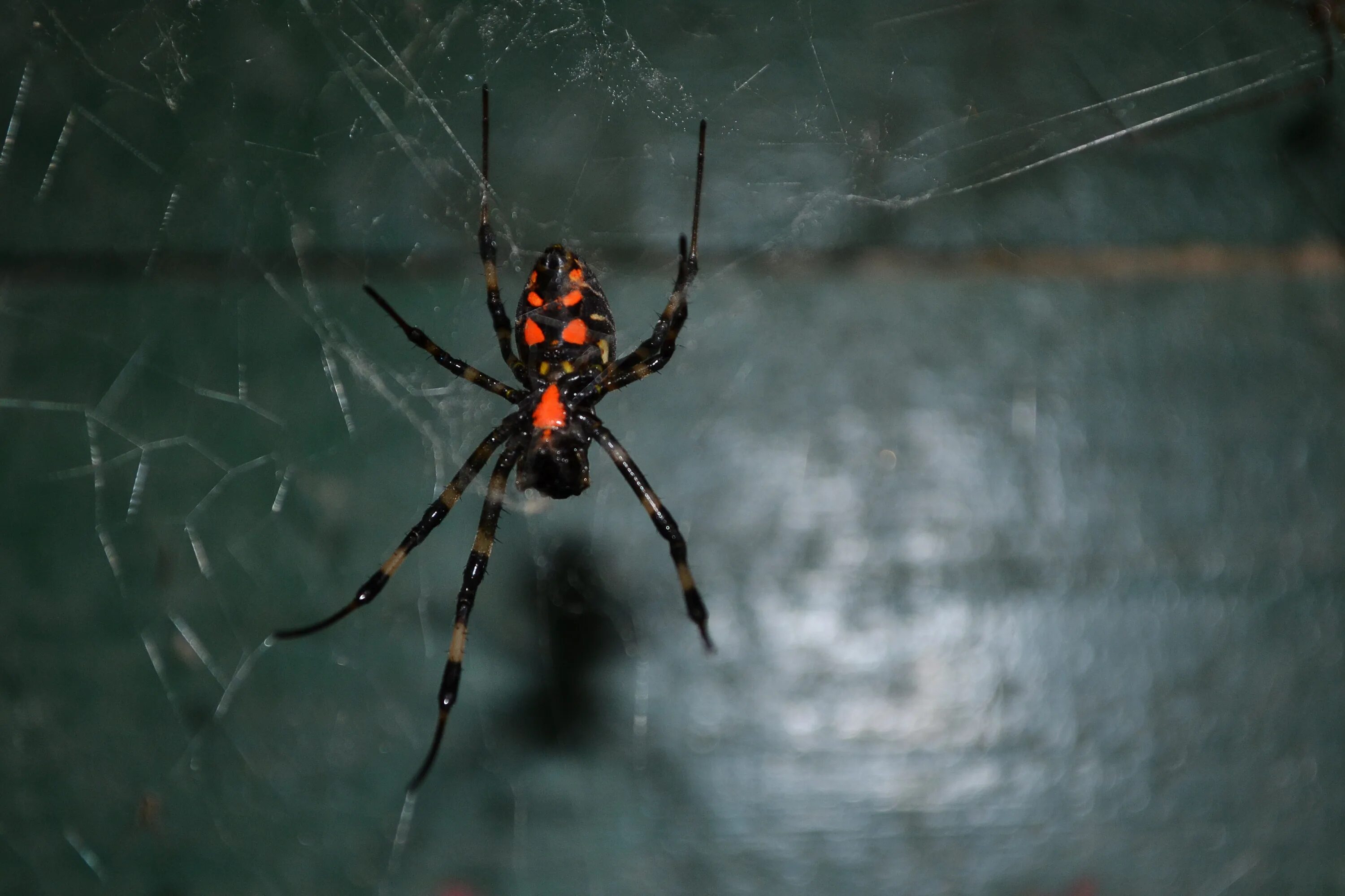 Паук мамба фото Free Images : old, wild, fauna, invertebrate, spider web, close up, danger, arac