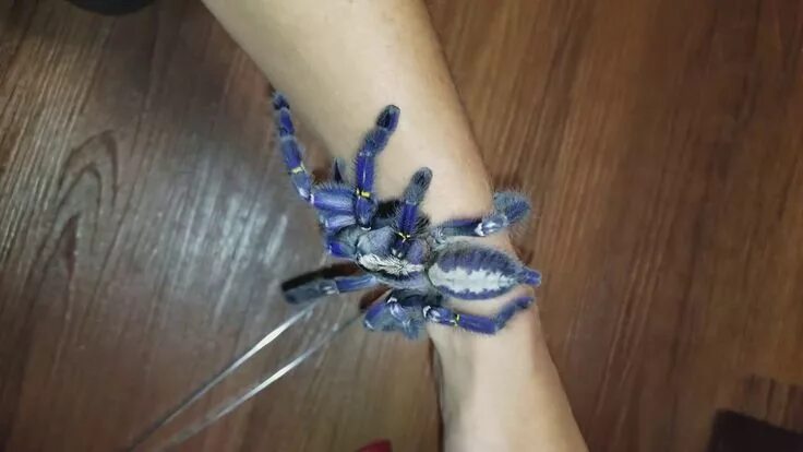Паук металлика фото Gorgeous Gooty Sapphire Tarantula