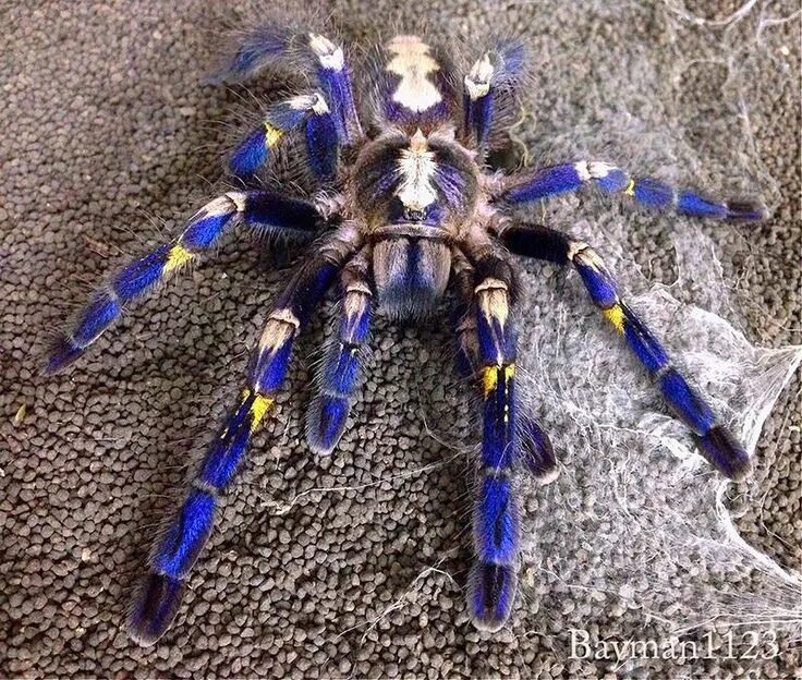Паук металлика фото Timeline Photos - U.S. Fish and Wildlife Service Poecilotheria metallica, Weird 