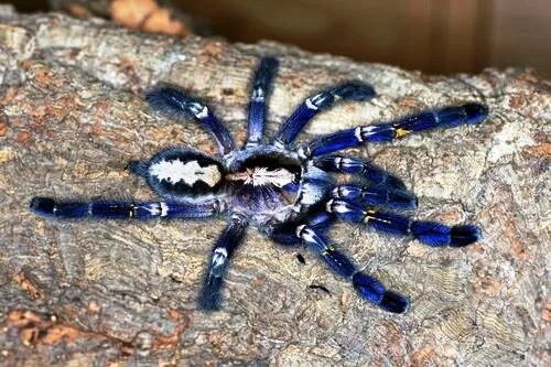 Паук металлика фото Gooty Tarantula (aka Metallic Tarantula) Rare animals, Creepy animals, Unusual a