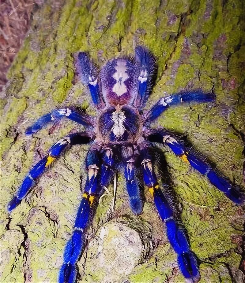 Паук металлика фото Gooty Tarantula - Poecilotheria metallica Aracnídeos, Animais selvagens, Animais