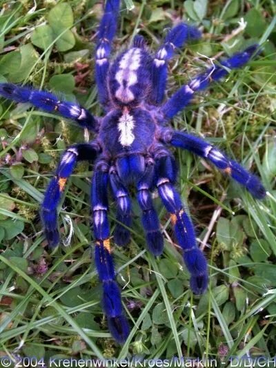Паук металлика фото 10 популярных идей на тему "unique spiders" для вдохновения