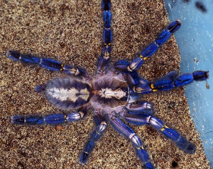 Паук металлика фото Poecilotheria metallica, the Sapphire Gooty Ornamental Spider. A stunning arbore