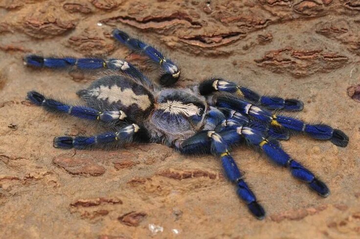 Паук металлика фото Poceilotheria metallica gooty ornamental Spinne und Lebensräume