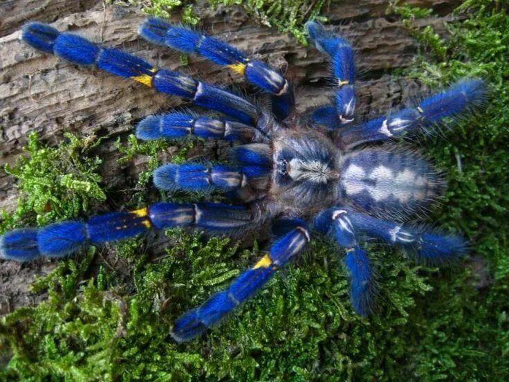 Паук металлика фото Poecilotheria metllica Rare animals, Poecilotheria metallica, Spider