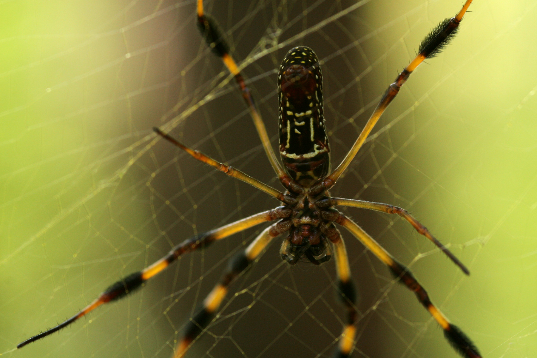 Паук нефила фото File:Nephila clavipes - Flickr - aspidoscelis (1).jpg - Wikimedia Commons