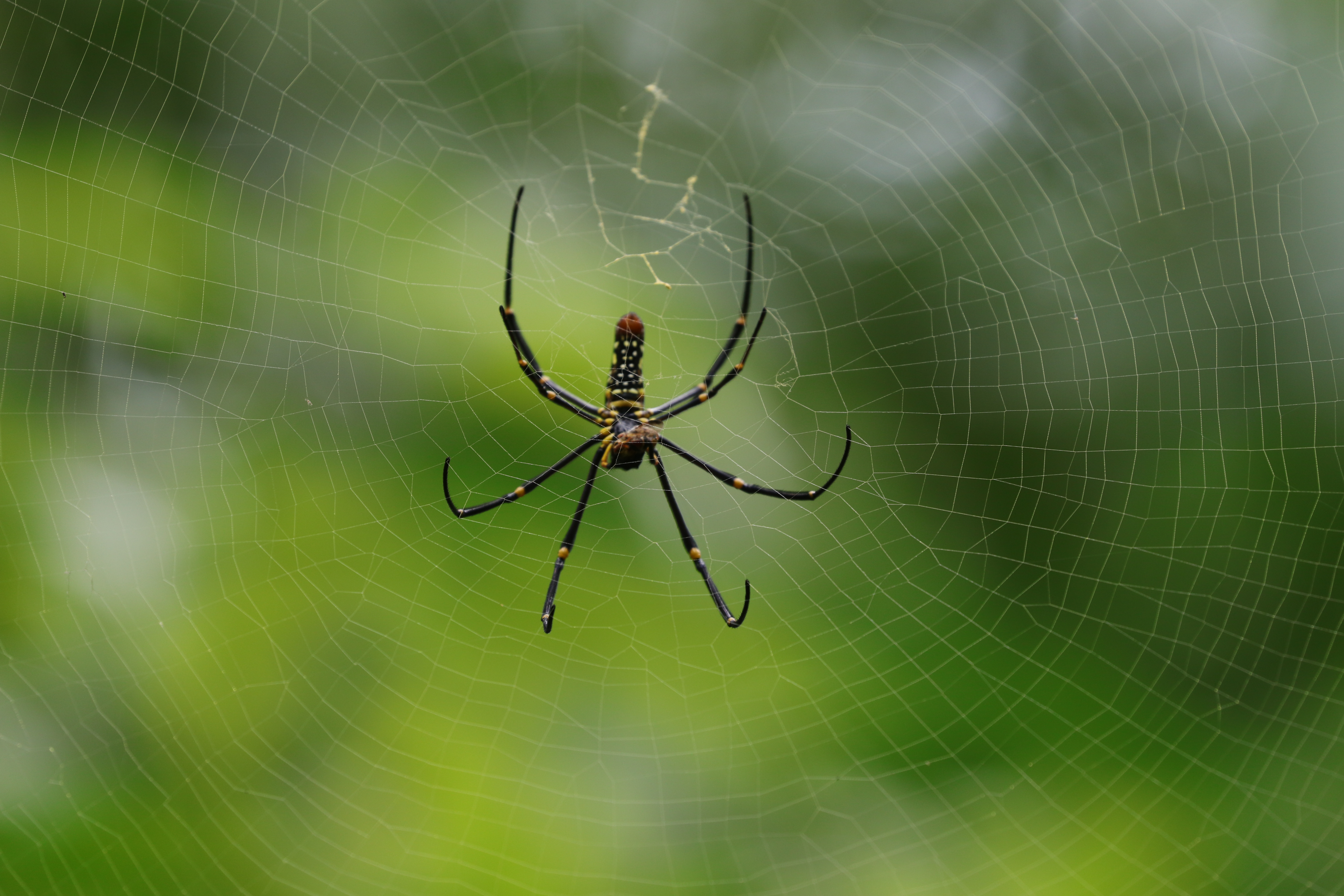 Паук нефила фото File:Giant golden orb-weaver (Nephila pilipes), Satchari National Park.jpg - Wik