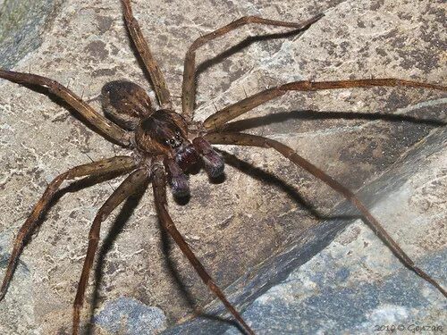 Пауки центральной россии фото Spider male of genus Paratrechalea Male spider genus Parat. Flickr