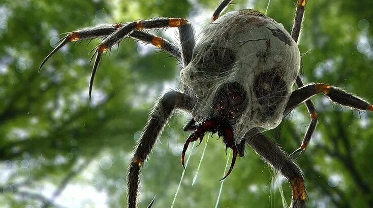 Пауки центральной россии фото J' ba Fofi, the Giant Spiders Of Congo Paranormal Before It's News Incredible cr
