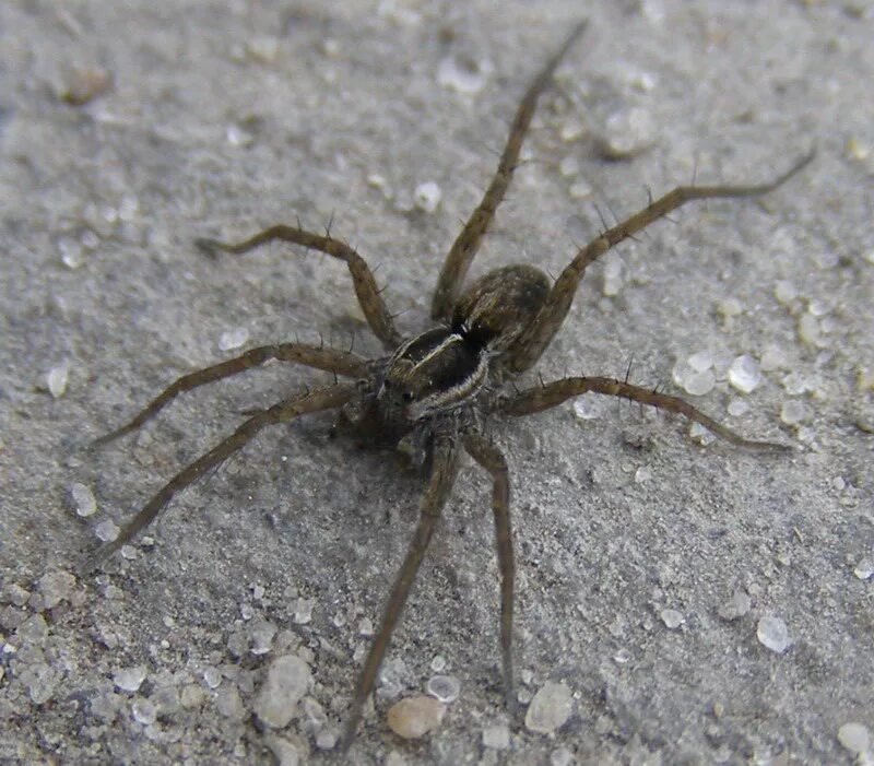 Пауки центральной россии фото Lycosidae