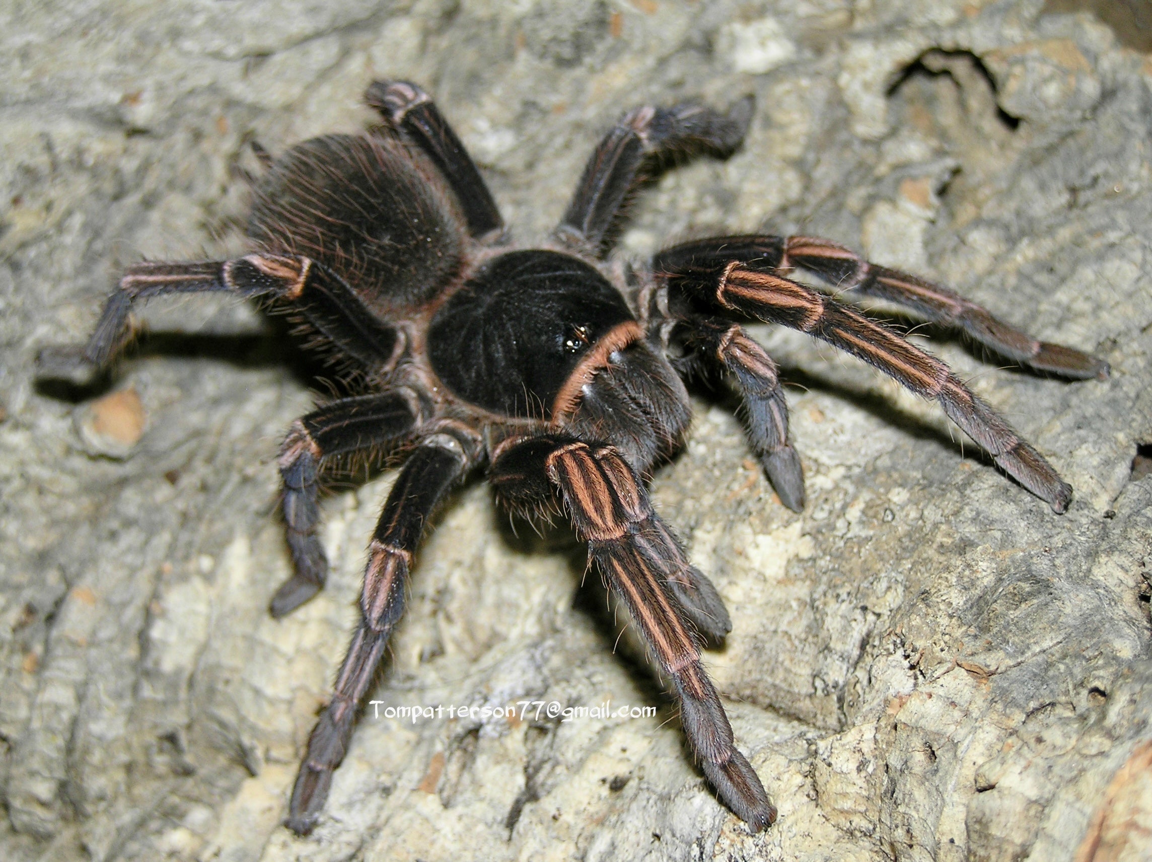 Пауки турции фото с названиями Acanthoscurria simoensi - Hardcore Arachnids