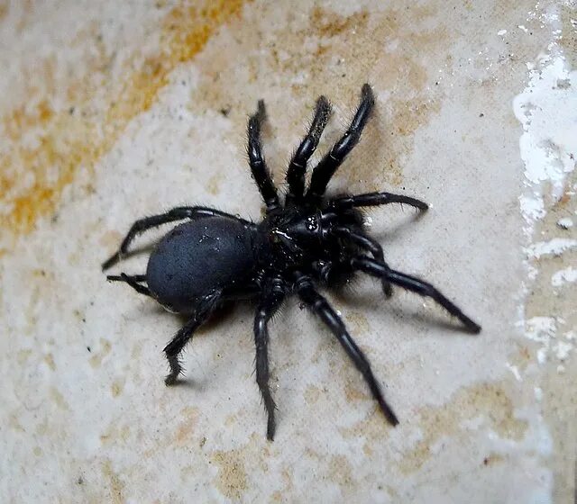 Пауки турции фото с названиями Файл:Spanish Funnel-web Spider. Mygalomorphae, Macrothele calpeiana (31835558242
