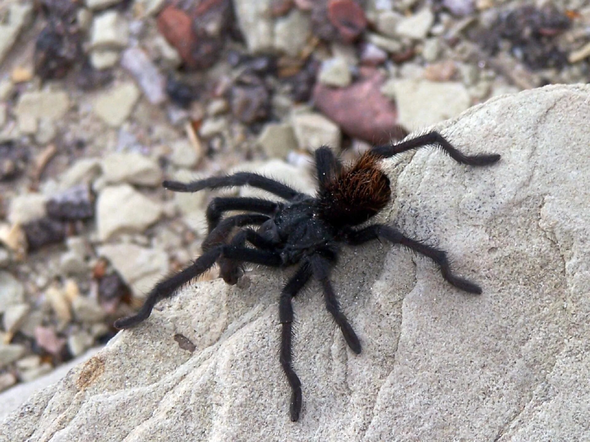 Пауки турции фото с названиями Free photo: Black Spider - Animal, Black, Insect - Free Download - Jooinn