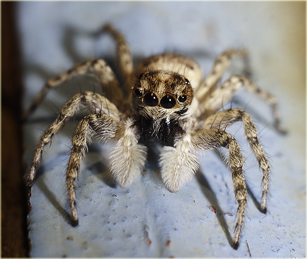 Пауки турции фото с названиями Arachnerds: Spiders of Turkey