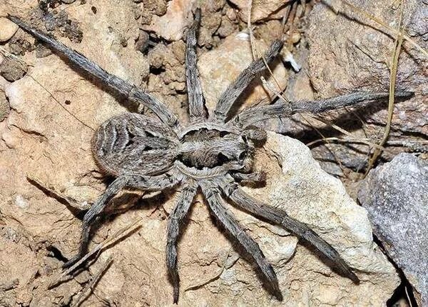 Пауки турции фото с названиями Tarantula Spider: Lifestyle, Habitat and Interesting Facts