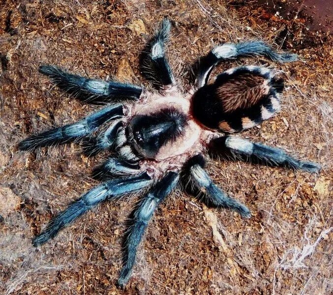 Пауки узбекистана фото Peruvian Dwarf Black & White Tarantula, Spider, Arachnids spiders