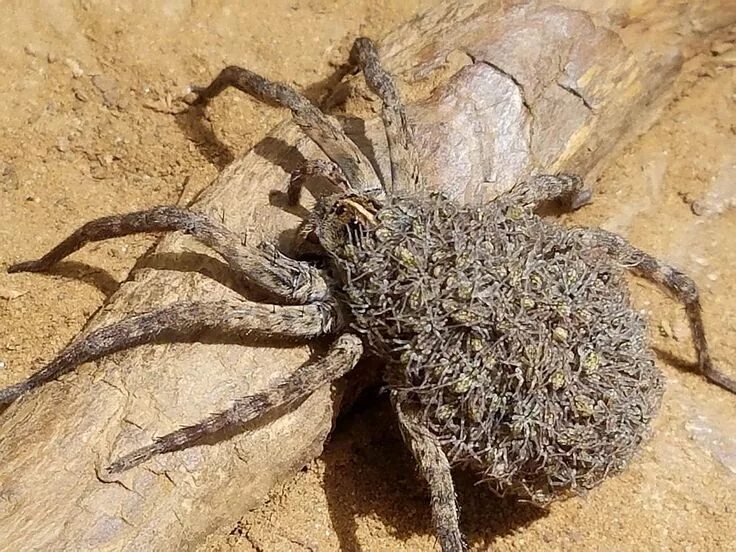 Пауки в австралии фото Female wolf spider Insectos raros, Insectos, Animales raros