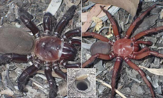 Пауки в австралии фото Spider discovery, Queensland: Euoplos dignitas found near Bundaberg in web trapd