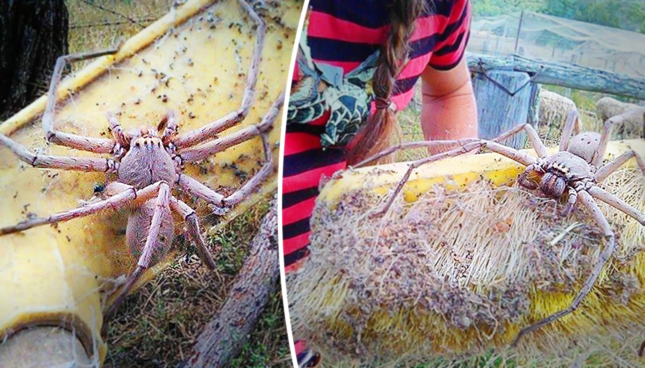 Пауки в австралии фото Trotuārs Centimetrs Zaļās pupiņas australian huntsman spider size sūkāt Meita pa