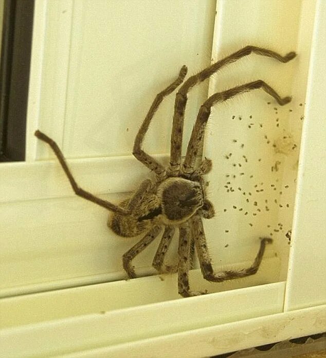 Пауки в австралии фото Perfect breeding conditions for deadly spiders in Adelaide Daily Mail Online