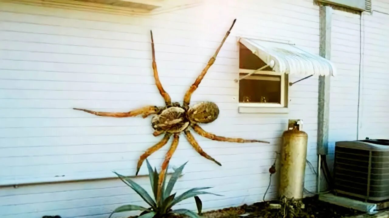 Пауки в австралии фото The Biggest Spider in the World - Huntsman Spider - YouTube