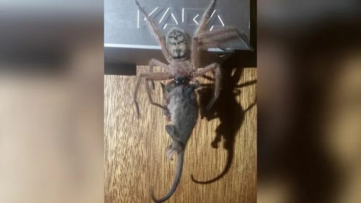 Пауки в австралии фото A spider ate a possum. The photos are the 'stuff of nightmares.' Huntsman spider