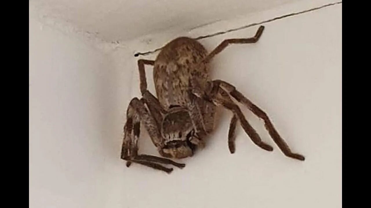 Пауки в австралии фото Australia: Una mujer encontró una enorme araña cazadora en la ducha *Qué son las