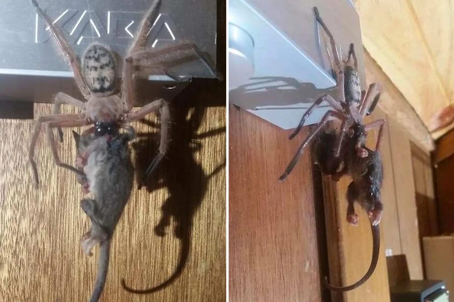 Пауки в австралии фото Chilling moment massive Huntsman spider eats a POSSUM in terrified couple's hote