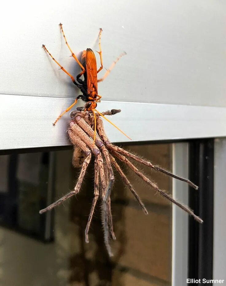 Пауки в австралии фото ABC News on Twitter Huntsman spider, Terrifying pictures, Tarantula hawk