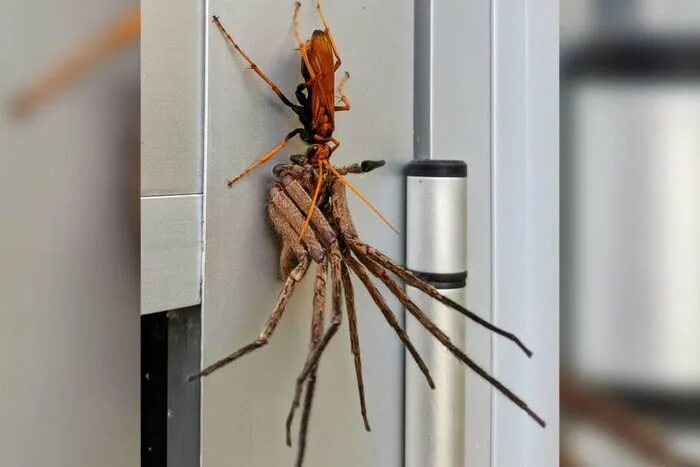 Пауки в австралии фото в домах Tarantula Hawk carrying a paralyzed Huntsman Spider in (you guessed it) Australi