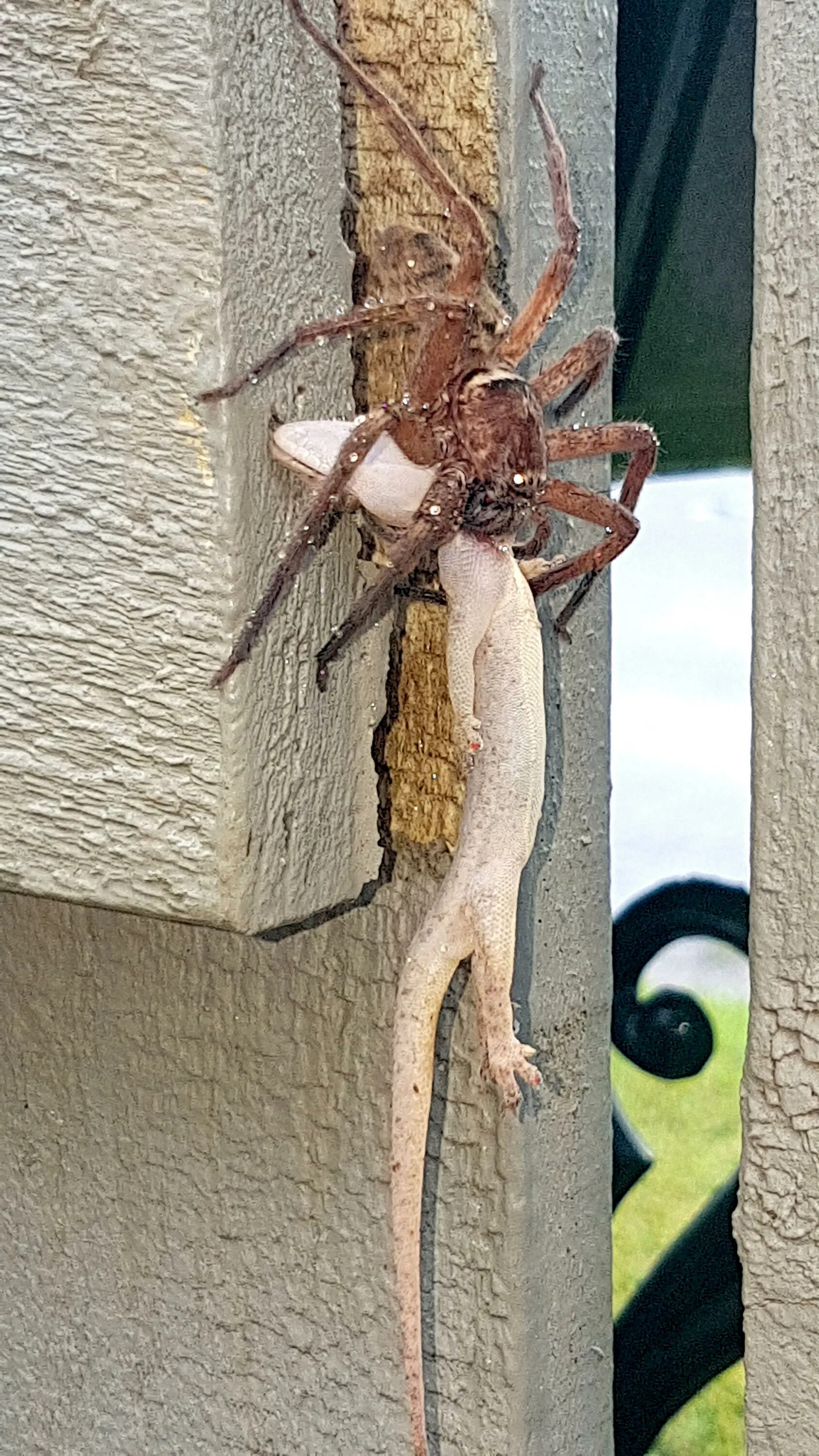 Пауки в австралии фото в домах Dying gecko seen hanging lifelessly from the sharp fangs of a monstrous WOLF SPI