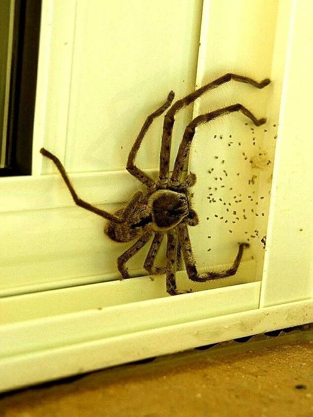 Пауки в австралии фото в домах Pin by Igor Surkov on You Cannot Tell Me "There Is No GOD" Huntsman spider, Gian
