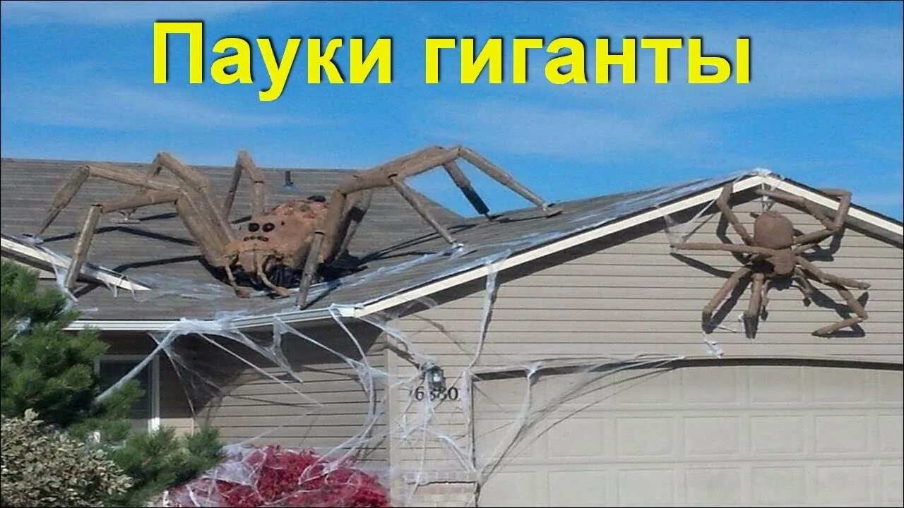 Пауки в австралии фото в домах Самые большие пауки, которых удалось снять на видео! - YouTube