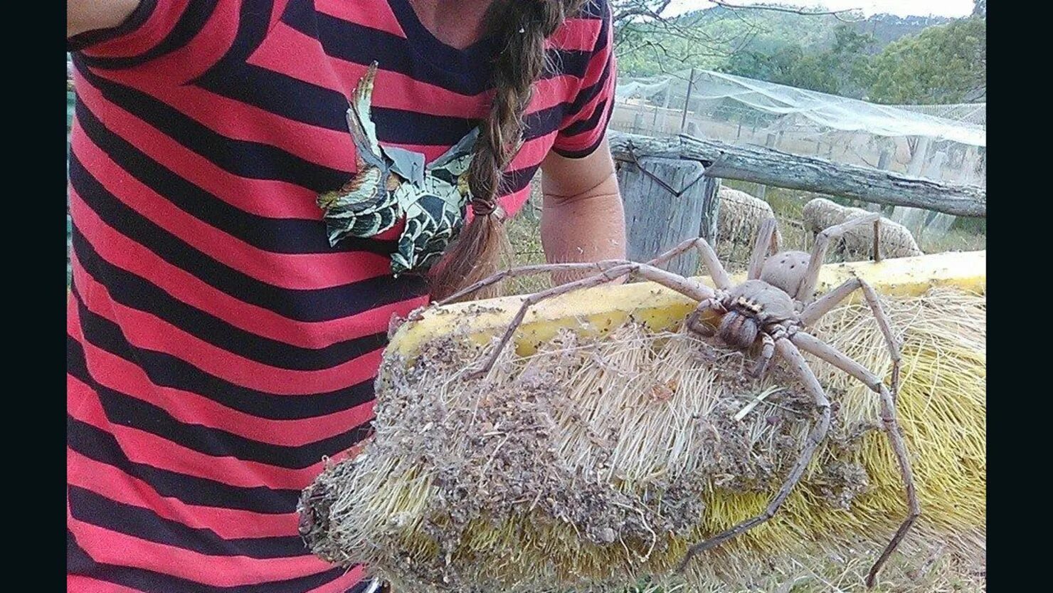 Пауки в австралии фото в домах This giant spider in Australia will haunt your dreams CNN