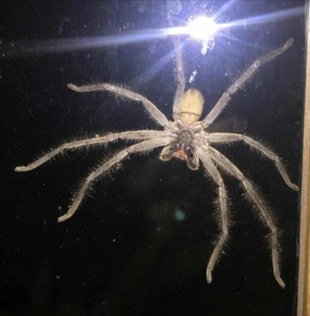 Пауки в австралии фото в домах I’M SLEEPING WITH A BIG DARK HAIRY SPIDER - The Human Fairy - A Human Fairy Tale