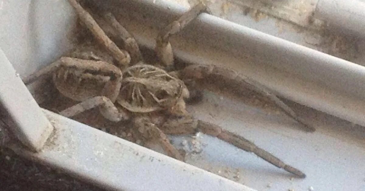 Пауки в австралии фото в домах Your pictures of spiders found in your homes - Chronicle Live