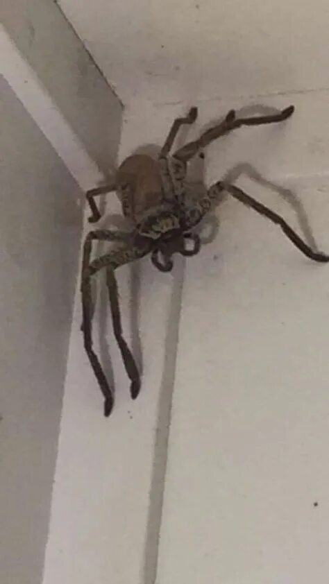 Пауки в австралии фото в домах Top 10 large spiders ideas and inspiration